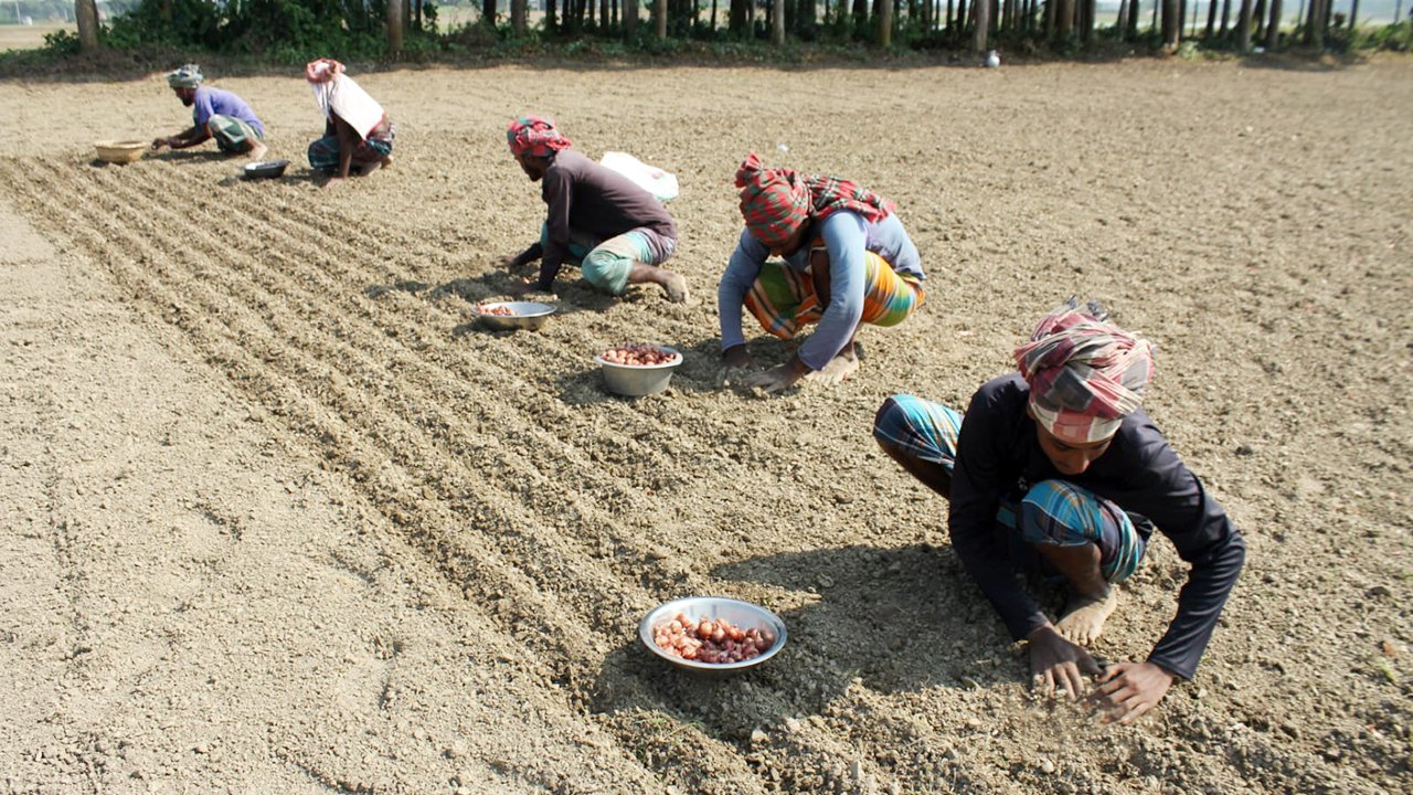 মুড়িকাটা পেঁয়াজ আবাদে ব্যস্ত চাষিরা, সারের দাম নিয়ে দুশ্চিন্তা মুড়িকাটা পেঁয়াজ আবাদে ব্যস্ত চাষিরা, সারের দাম নিয়ে দুশ্চিন্তা