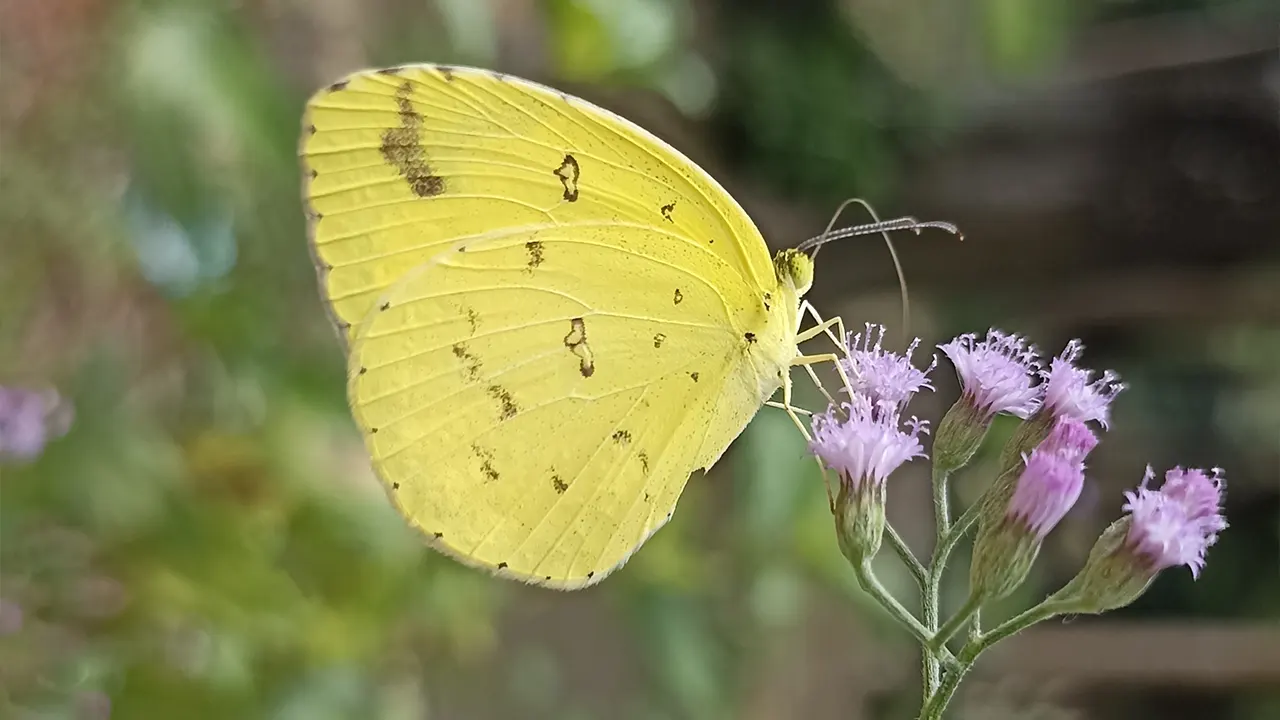 অনিন্দ্যসুন্দর হলুদ প্রজাপতি কমন গ্রাস ইয়েলো অনিন্দ্যসুন্দর হলুদ প্রজাপতি কমন গ্রাস ইয়েলো