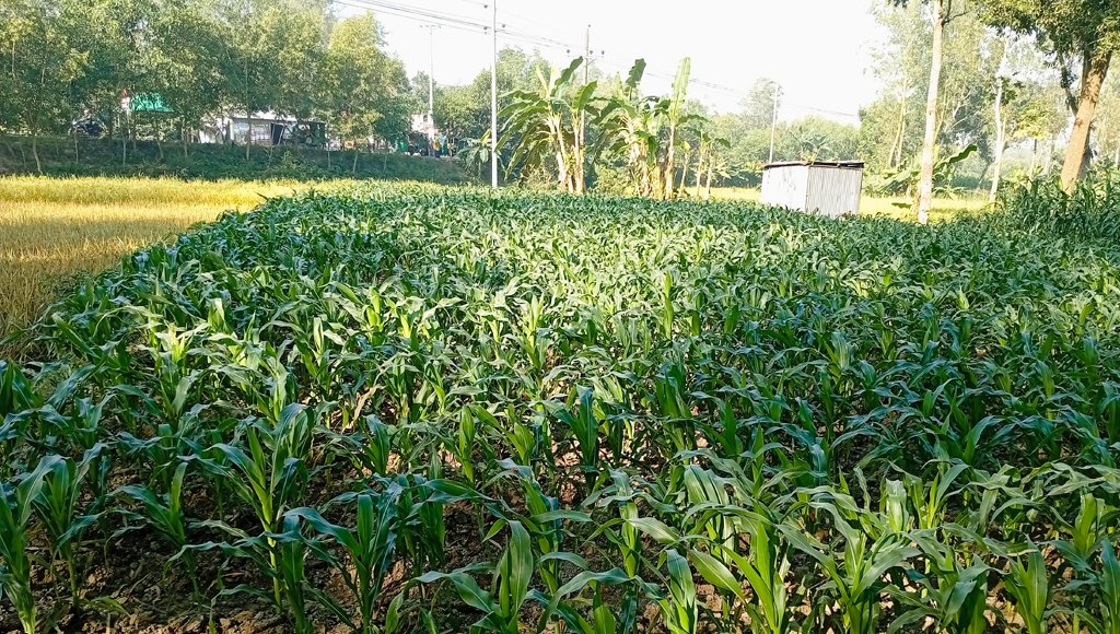 সিরাজগঞ্জে লাভজনক ভুট্টা চাষে ঝুঁকে পড়ছেন কৃষকরা