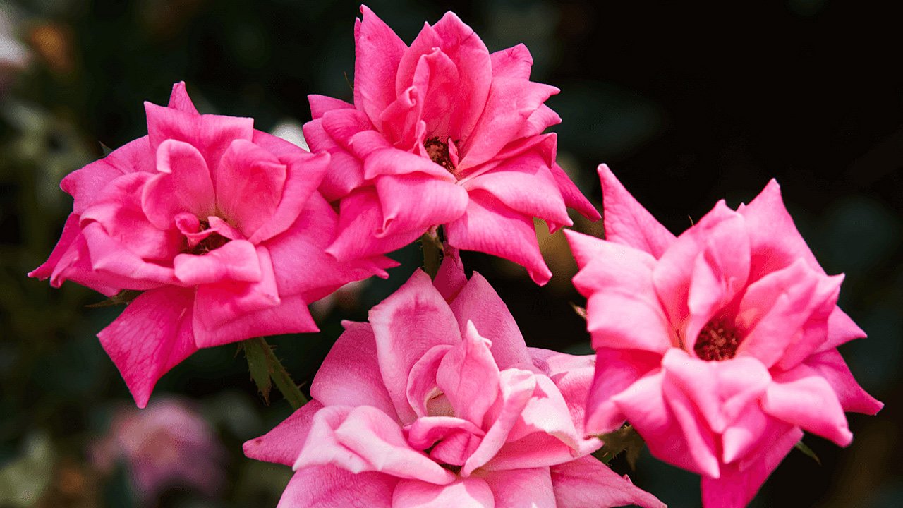 খাদিজার (রা.) যে ৪ গুণ নারীদের জন্য অনুসরণীয়