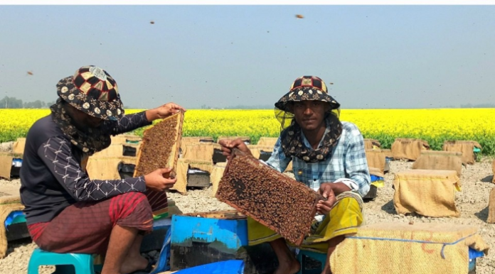 উল্লাপাড়ায় মাঠে মাঠে বসেছে মৌখামার উল্লাপাড়ায় মাঠে মাঠে বসেছে মৌখামার