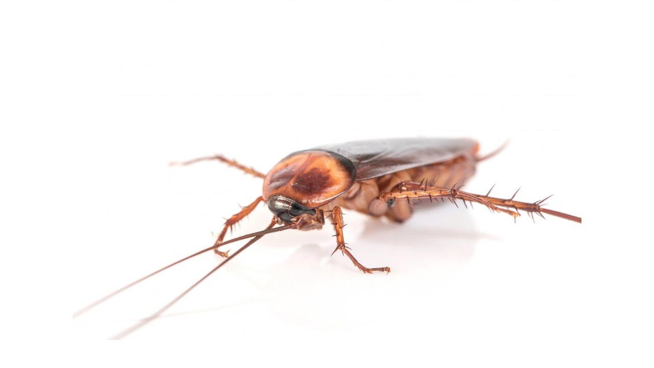 রাসায়নিক ছাড়াই ঘর থেকে তেলাপোকা দূর করবেন যেভাবে