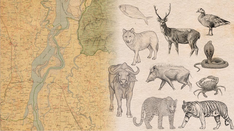 ১৬১ বছর আগে বগুড়ায় বাঘ ও চিতাবাঘ শিকার, ২৫৭টি খুলি, পুরস্কার মিলেছিল ৭০০ টাকা