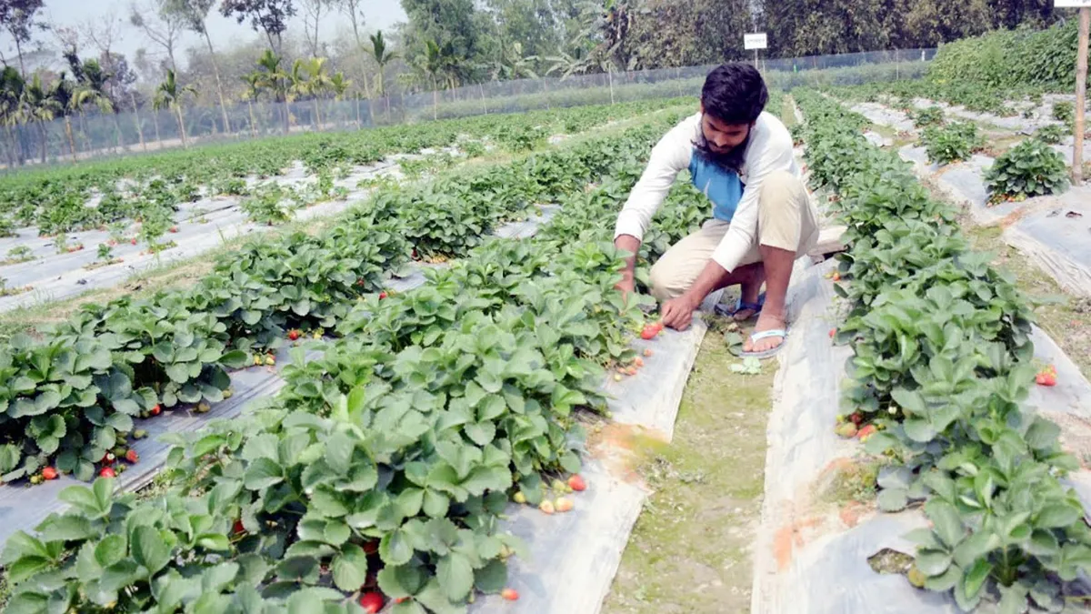 স্ট্রবেরি চাষে দ্বিগুণ লাভ, মালচিং পদ্ধতিতে হাবিবের চমক