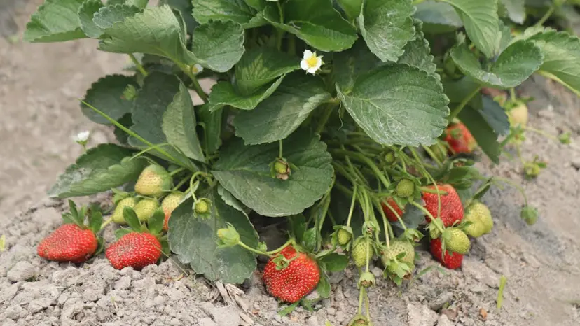 সবুজ পাতার ফাঁকে লাল সম্ভাবনা, স্ট্রবেরিতে বদলাচ্ছে কৃষকের ভাগ্য সবুজ পাতার ফাঁকে লাল সম্ভাবনা, স্ট্রবেরিতে বদলাচ্ছে কৃষকের ভাগ্য