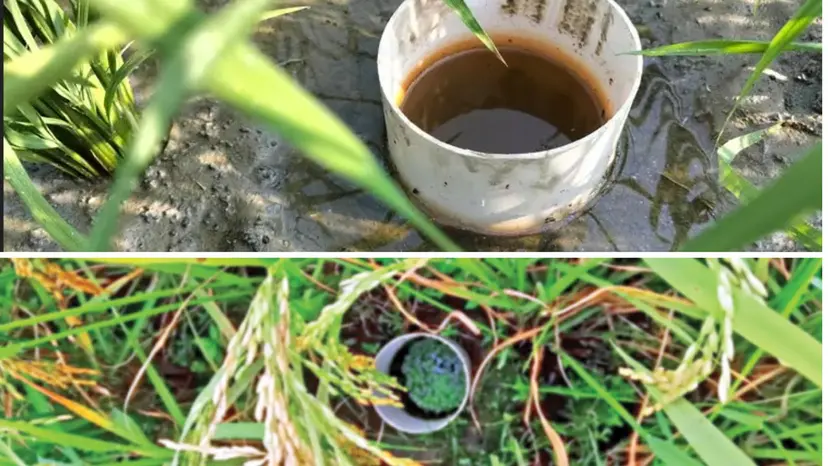 ভূগর্ভস্থ পানি বাঁচাতে বোরো সেচে এডব্লিউডি দরকার কেন ভূগর্ভস্থ পানি বাঁচাতে বোরো সেচে এডব্লিউডি দরকার কেন