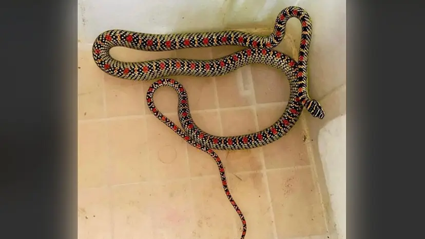 শ্রীমঙ্গলে এক বাসাবাড়ি থেকে সাপ উদ্ধার