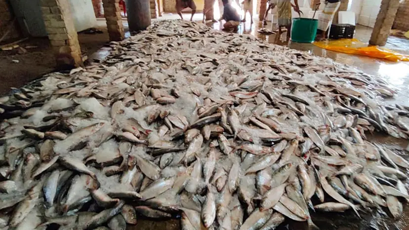 এক ট্রলারে ধরা পড়ল ১০১ মণ ইলিশ