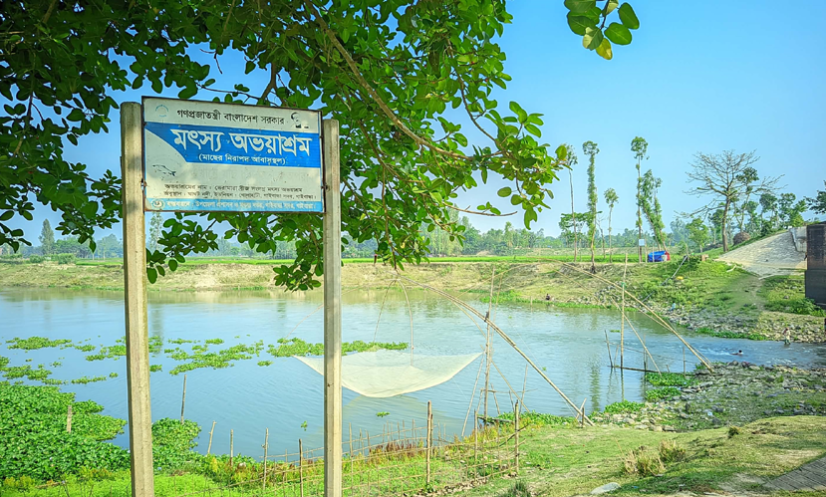 গাইবান্ধায় অভয়াশ্রমে চলছে মাছ নিধনের মহোৎসব! গাইবান্ধায় অভয়াশ্রমে চলছে মাছ নিধনের মহোৎসব!