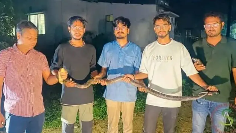 চট্টগ্রাম বিশ্ববিদ্যালয়ে ৮ ফুট লম্বা বিষধর সাপ উদ্ধার চট্টগ্রাম বিশ্ববিদ্যালয়ে ৮ ফুট লম্বা বিষধর সাপ উদ্ধার