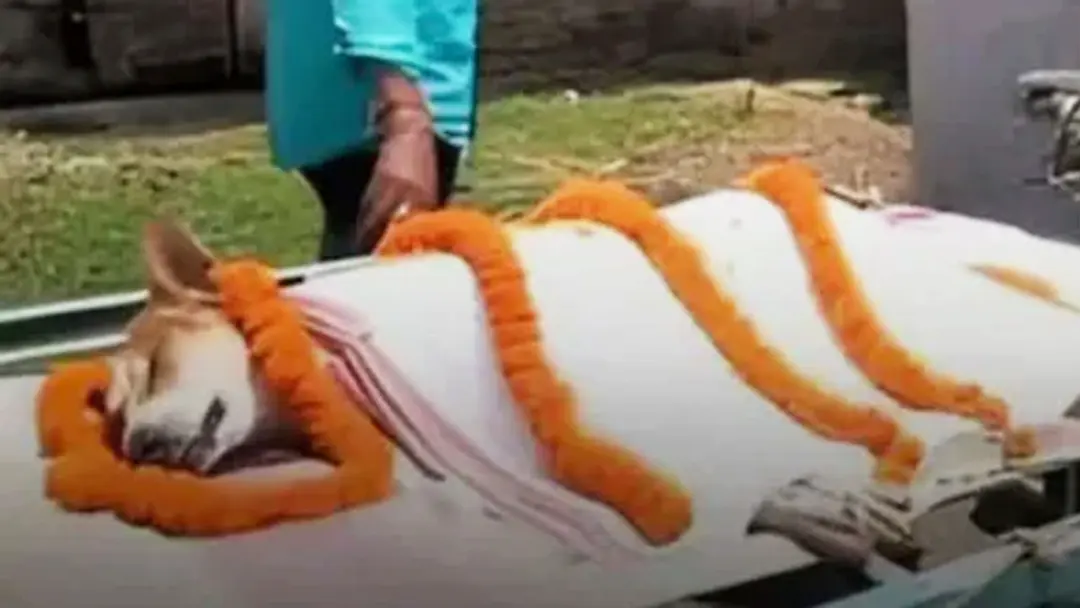 ৩০ শিশুকে বাঁচাতে সাপের সঙ্গে লড়াই করে প্রাণ দিল কুকুর