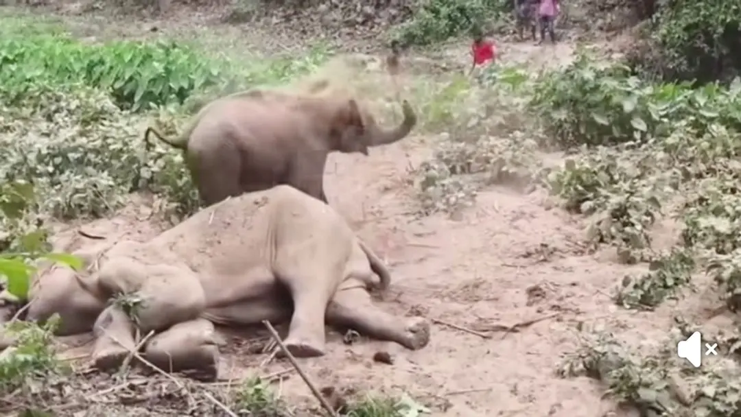 মৃত হাতির দাঁত, শুড় ও মাংস কেটে নিয়েছে দুষ্কৃতিকারীরা