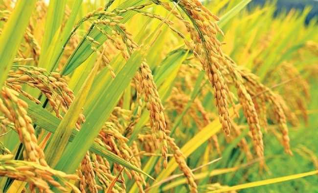গাইবান্ধায় বোরো ধান কাটার জন্য মিলছে না শ্রমিক