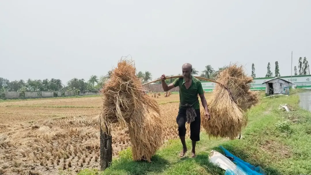 লোনা জমিতে ধানের বাম্পার ফলন, সাতক্ষীরায় ফসল ঘরে তুলতে ব্যস্ত কৃষকরা