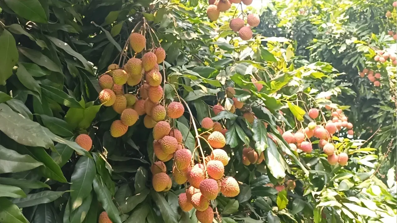 দেশজুড়ে বাড়ছে মাগুরার হাজরাপুরী লিচুর কদর দেশজুড়ে বাড়ছে মাগুরার হাজরাপুরী লিচুর কদর