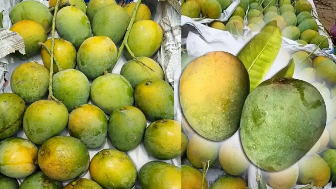 হিমসাগর-গোপালভোগ আম চিনবেন যেভাবে হিমসাগর-গোপালভোগ আম চিনবেন যেভাবে