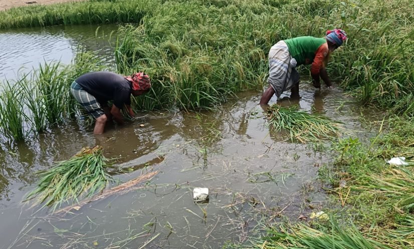 অপরিকল্পিত পুকুর খননে পানির নিচে ৩ হাজার বিঘা জমির ধান অপরিকল্পিত পুকুর খননে পানির নিচে ৩ হাজার বিঘা জমির ধান