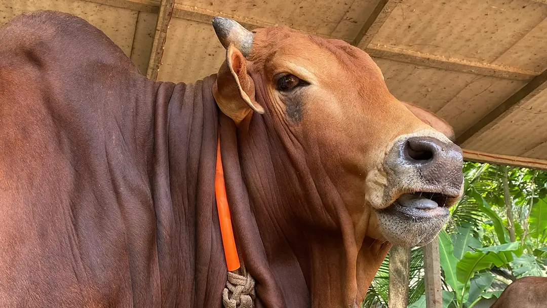 নোয়াখালীর হাট মাতাবে ২৫ মণের ‘রাজাবাবু’ ও ২৩ মণের ‘বাহাদুর’
