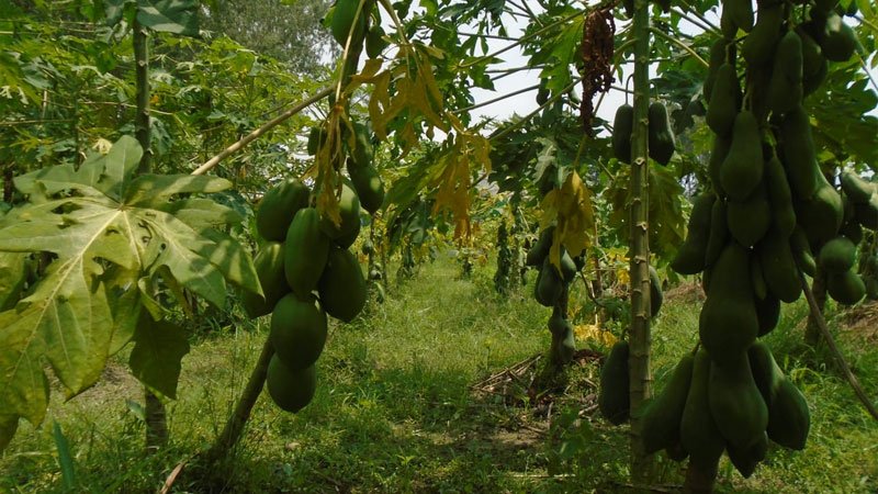 সিরাজগঞ্জের মাঠজুড়ে পেঁপের সমারোহ